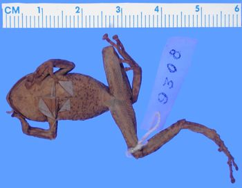 Media type: image; Herpetology A-9308